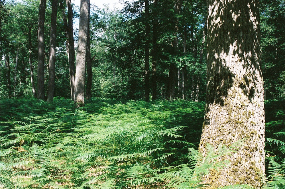 grünes Gras und Bäume tagsüber