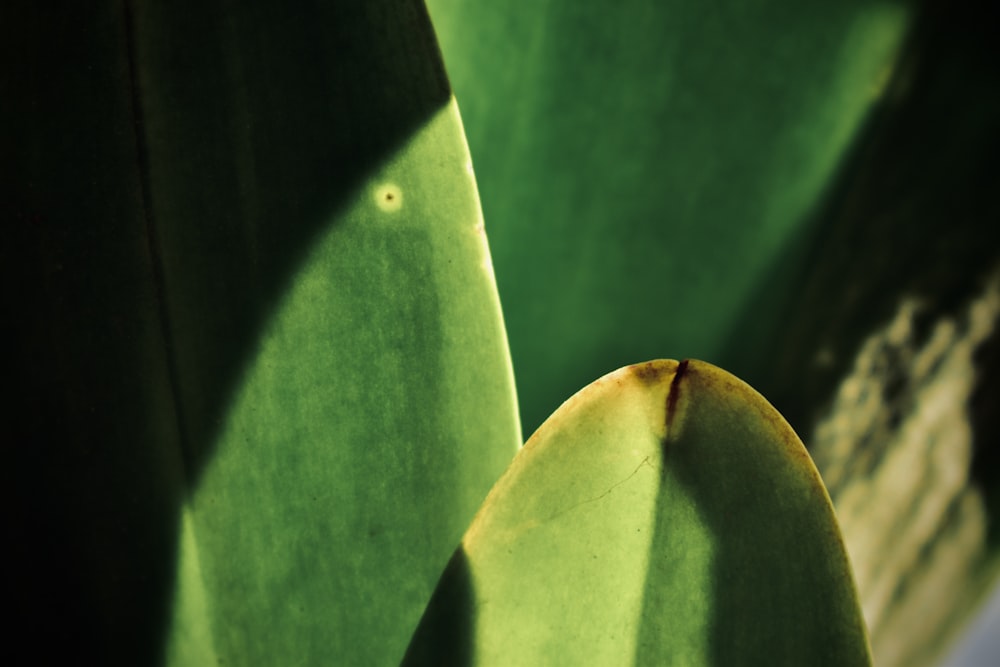 green plant in close up photography