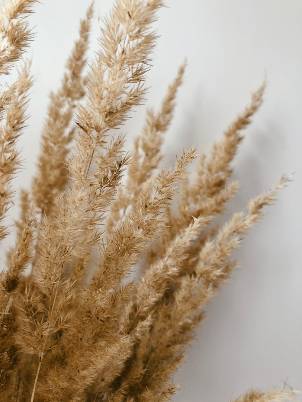 brown wheat in close up photography