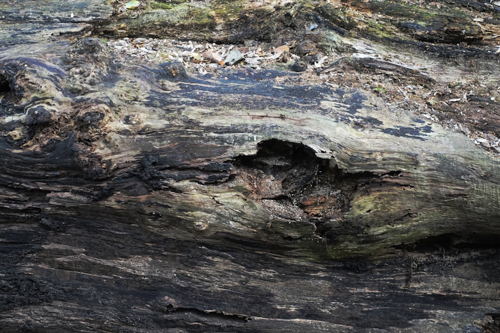 brown and gray wood log