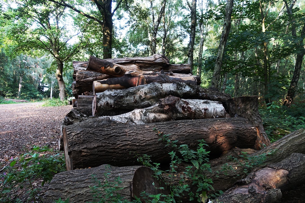 brown wood logs on green grass field during daytime