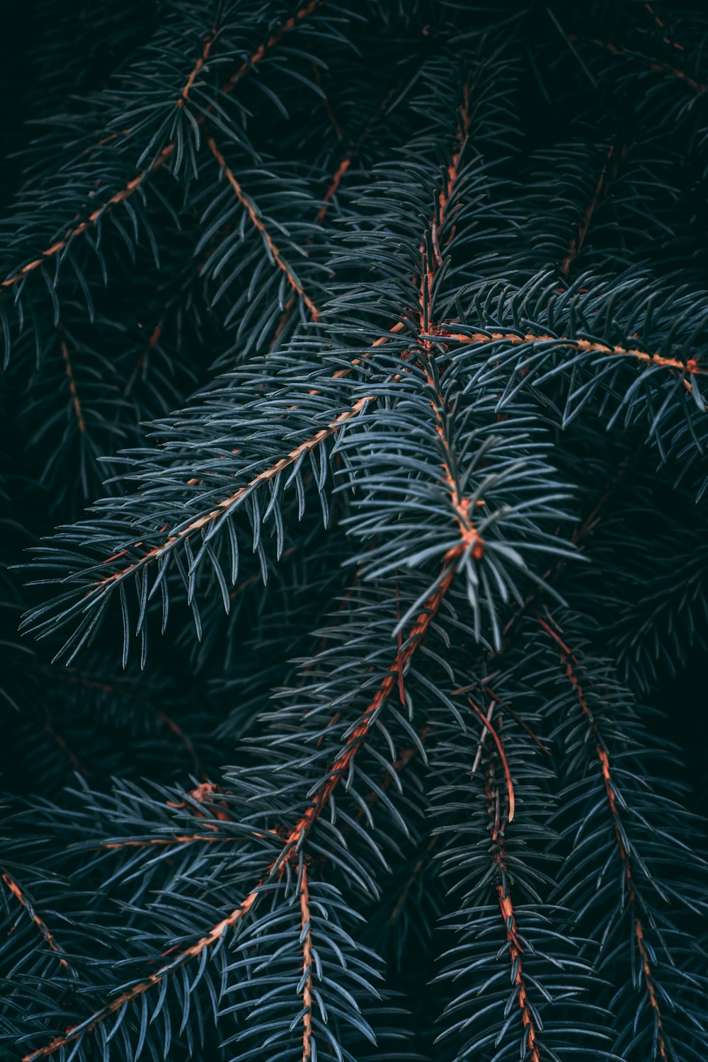 hojas verdes y rojas de las plantas