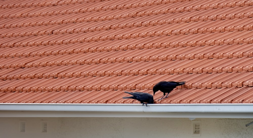 black bird on roof during daytime