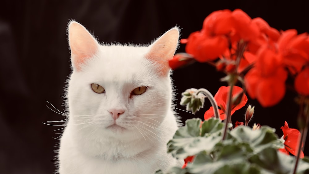 gato branco com flores vermelhas