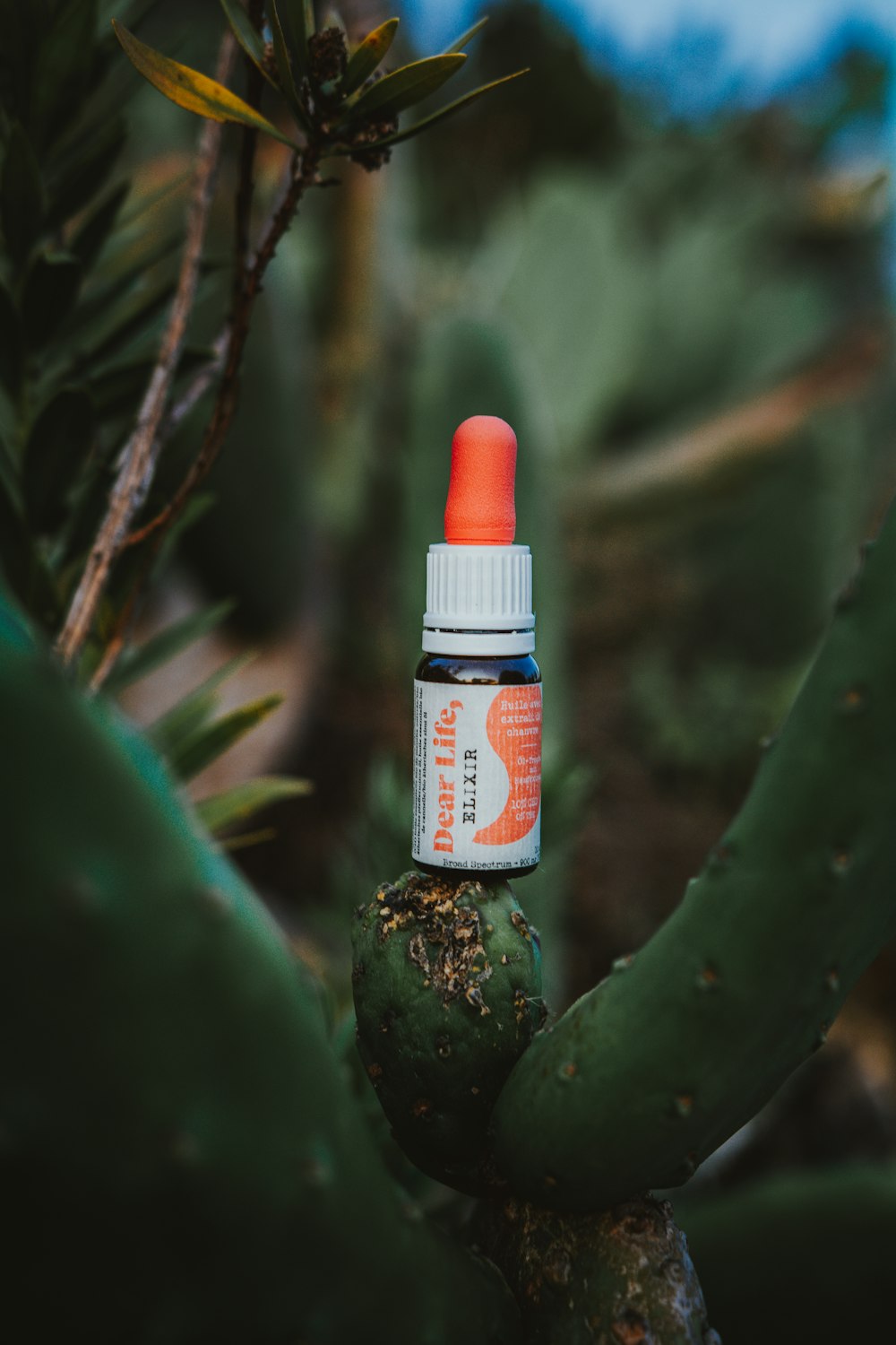 white and orange plastic bottle on green cactus