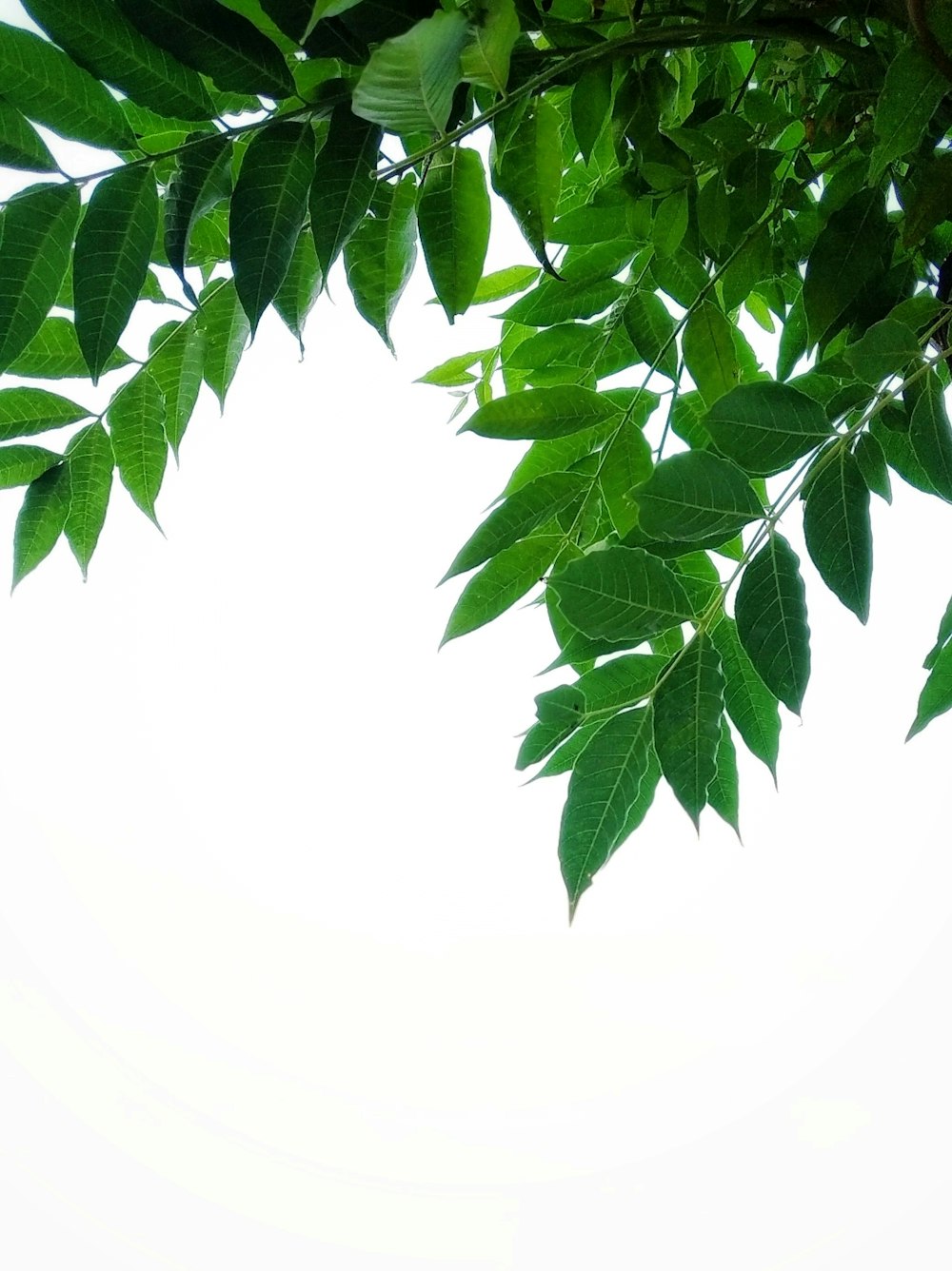 green leaves on white background