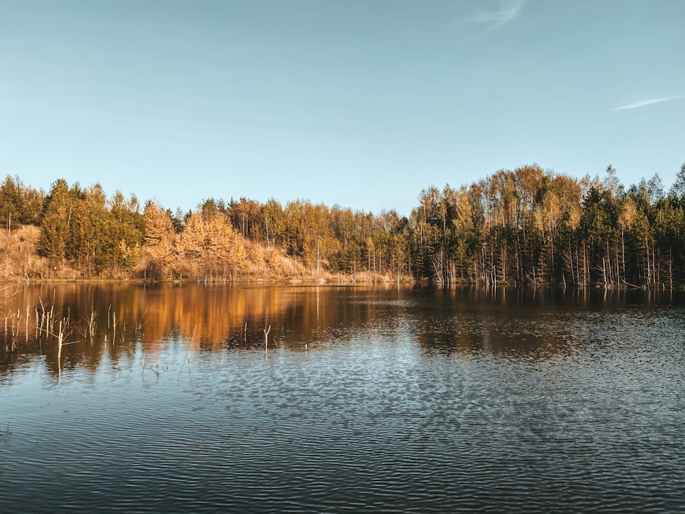 brown trees beside body of water during daytime