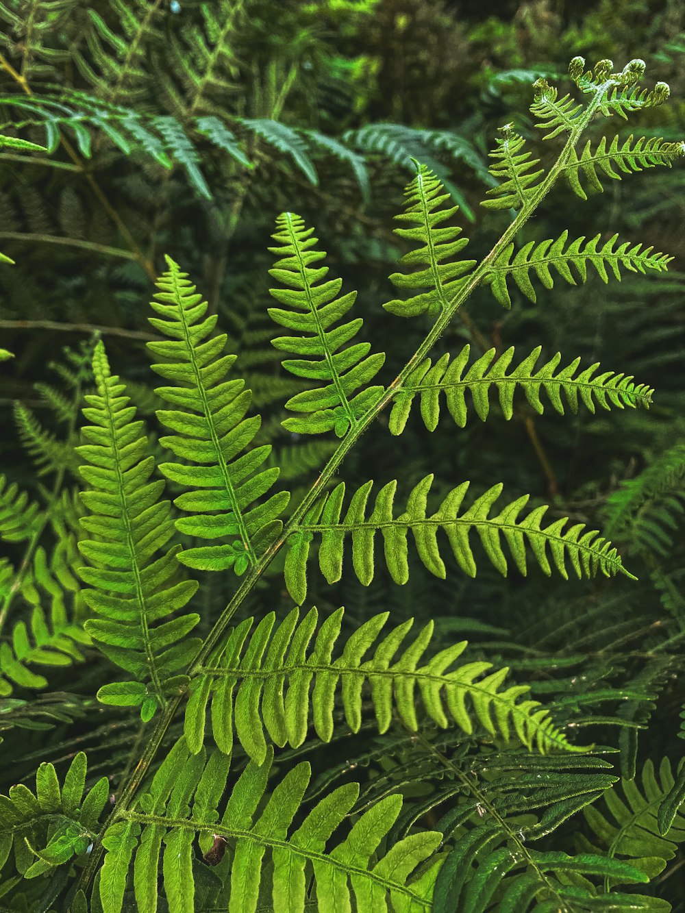 green fern plant in close up photography