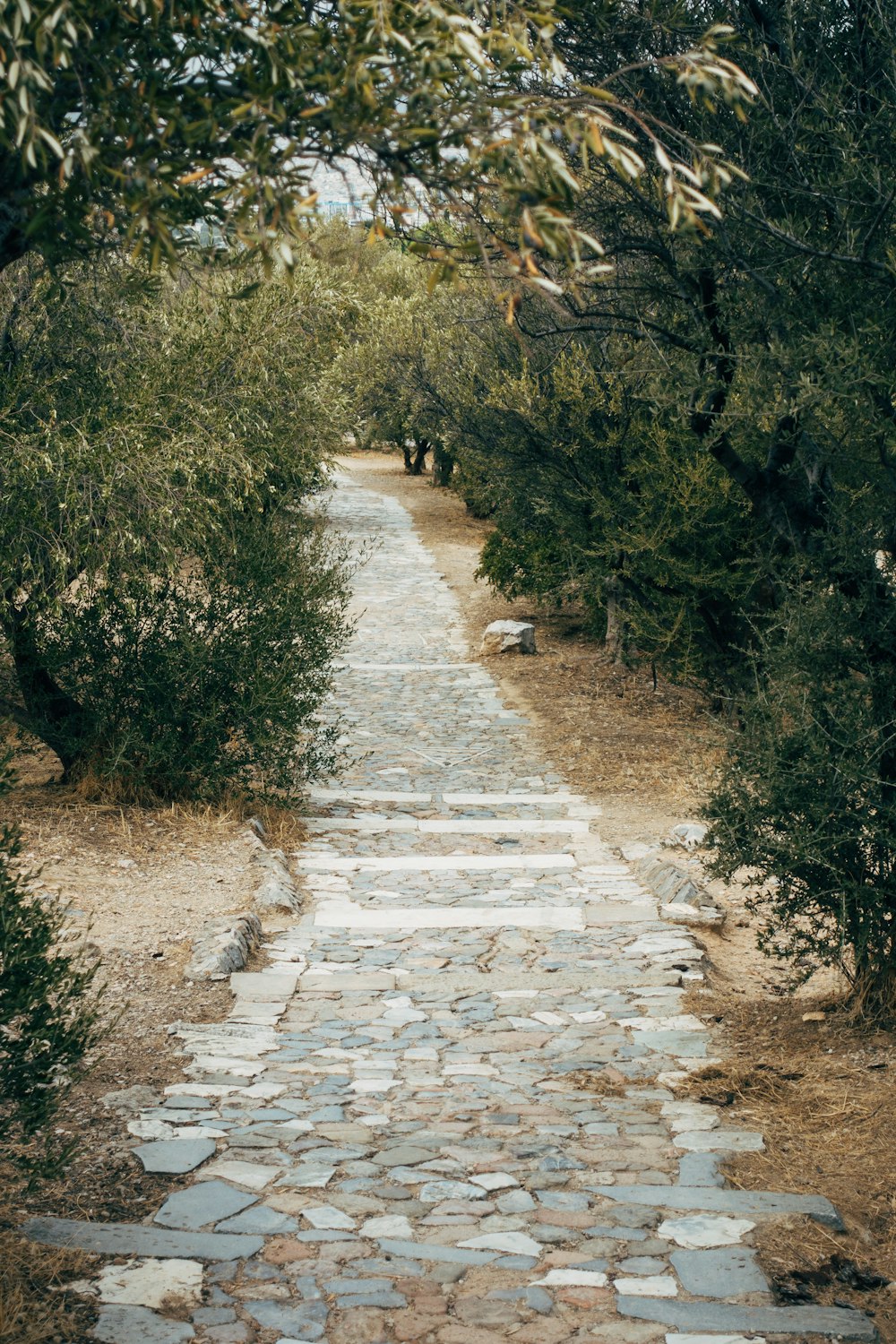 gray concrete pathway between green trees during daytime