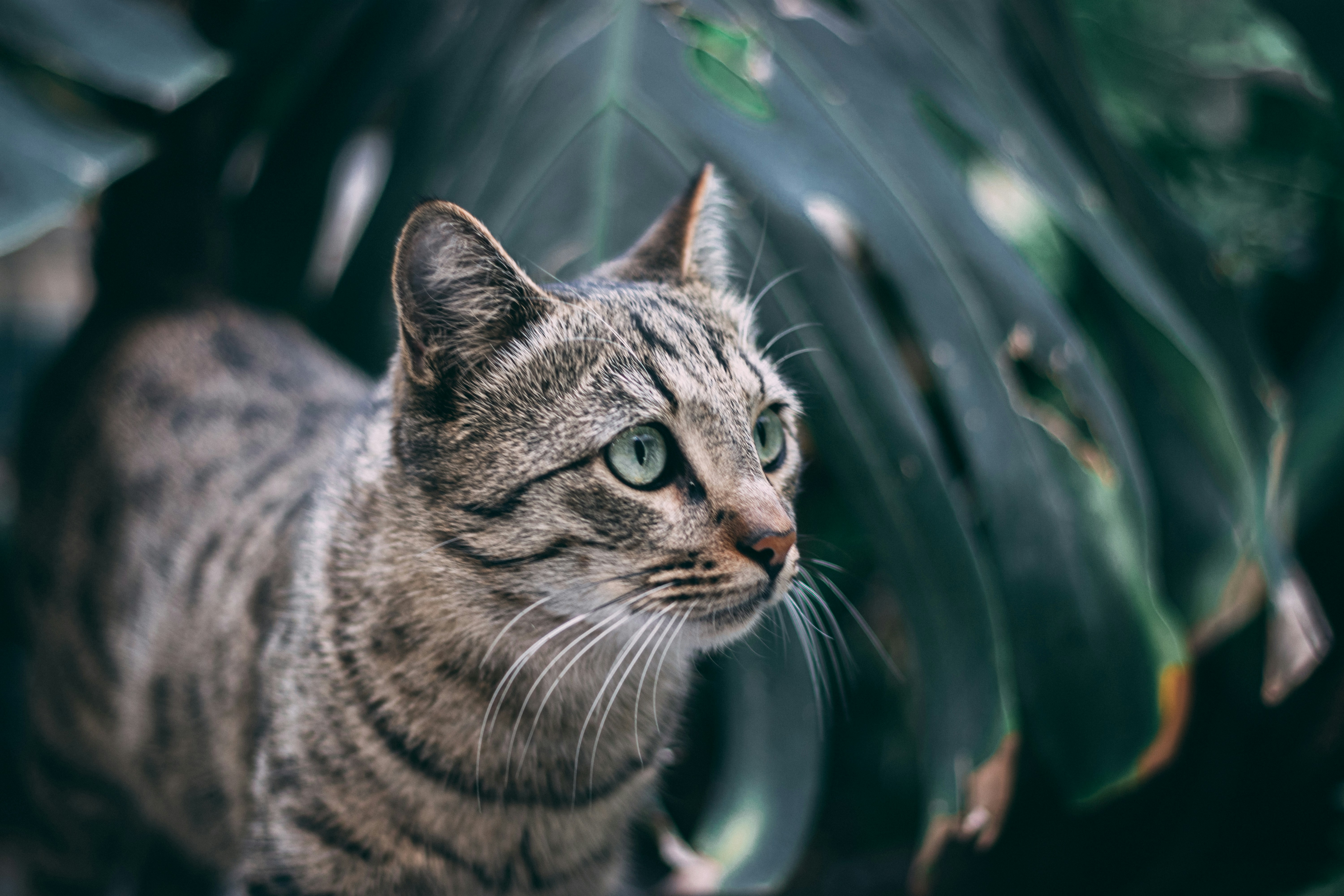 Photo by itshopelessfox