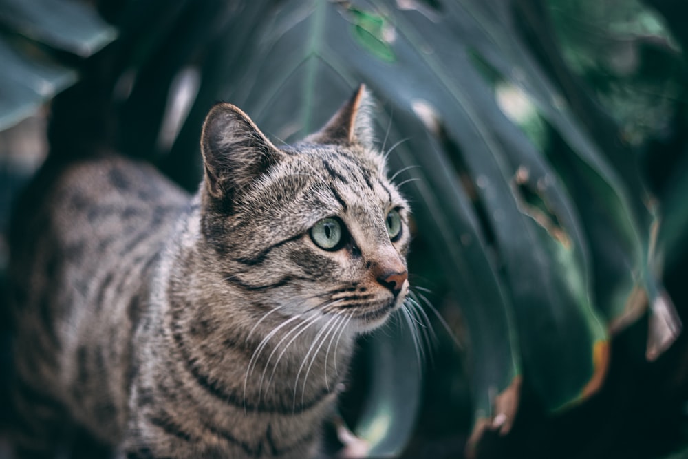 a cat that is sitting next to a plant