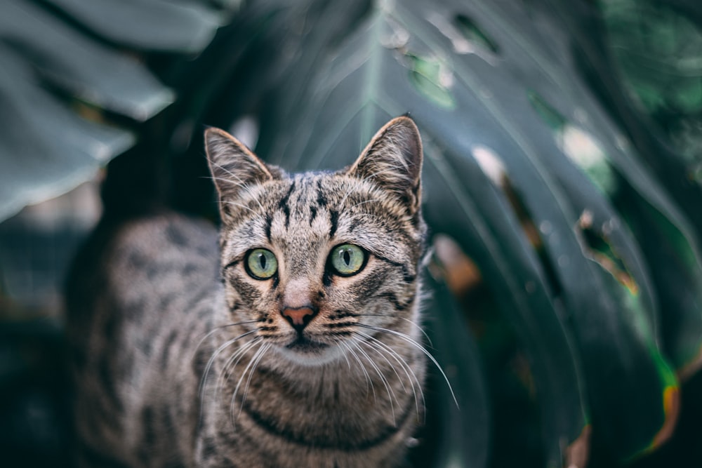 brown tabby cat in close up photography