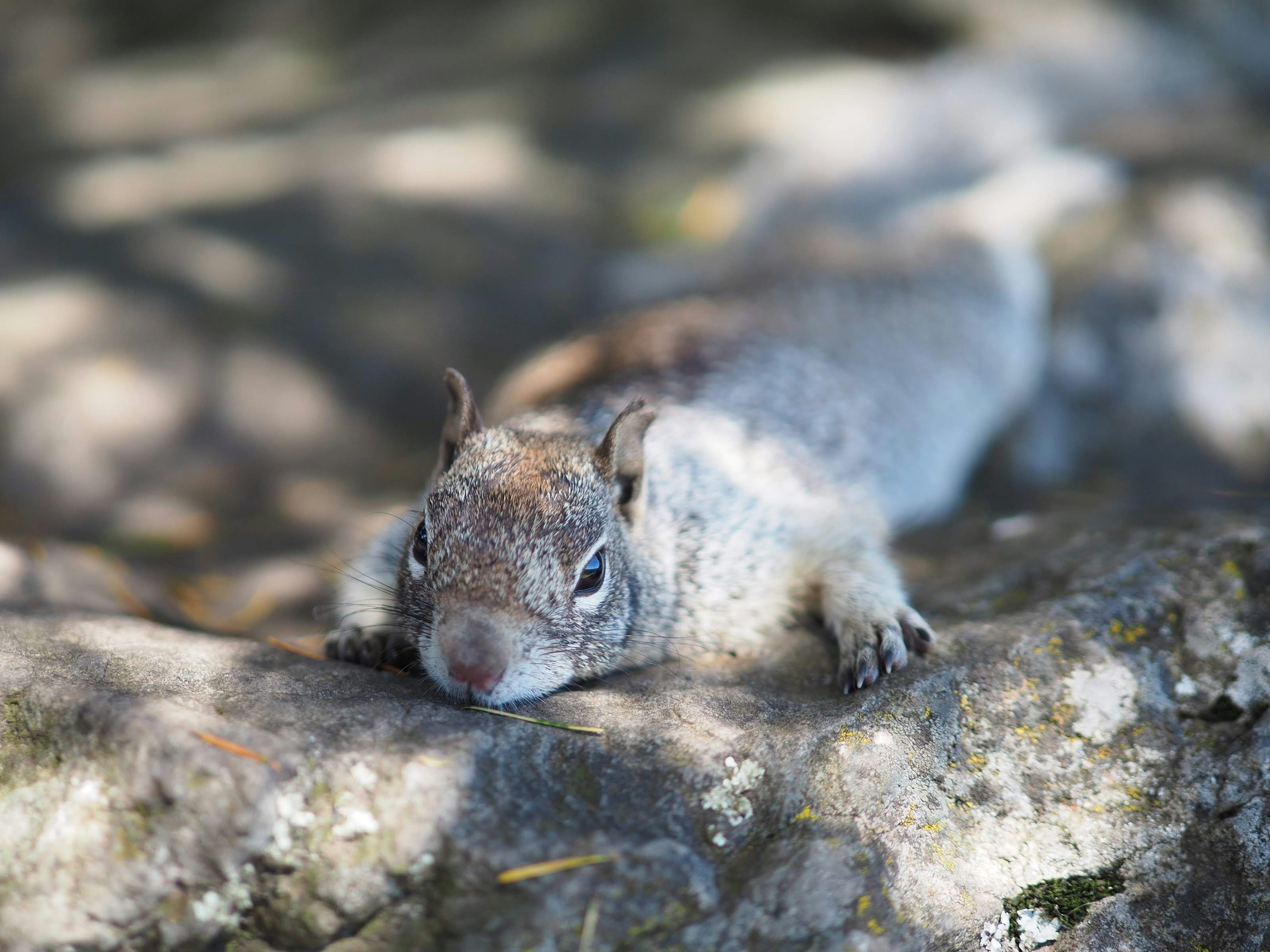 Detroit Bookstore Warns Rodent Poison Is Killing Squirrels And Threatening Local Wildlife