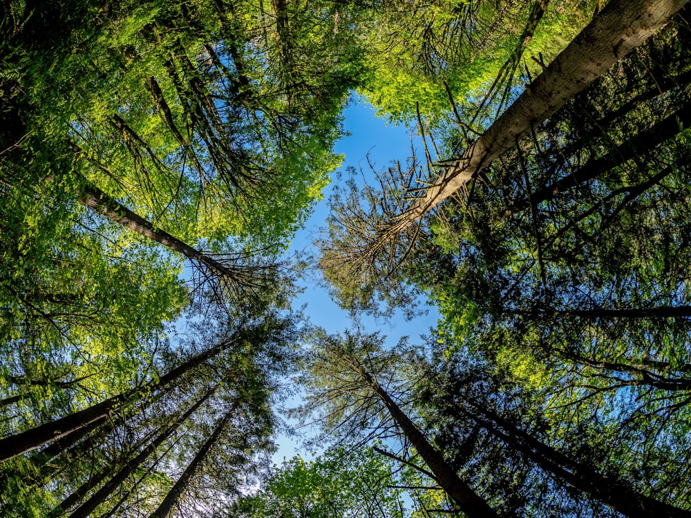 low angle photography of green trees during daytime