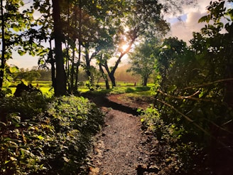 A peaceful rustic village path surrounded by lush Atlantic Forest greenery under soft sunlight.