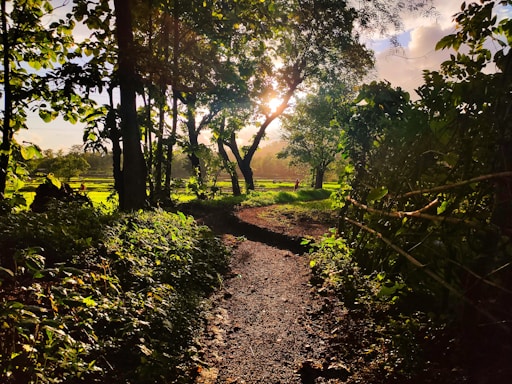 A peaceful rustic village path surrounded by lush Atlantic Forest greenery under soft sunlight.