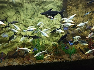Fish Tank Decor