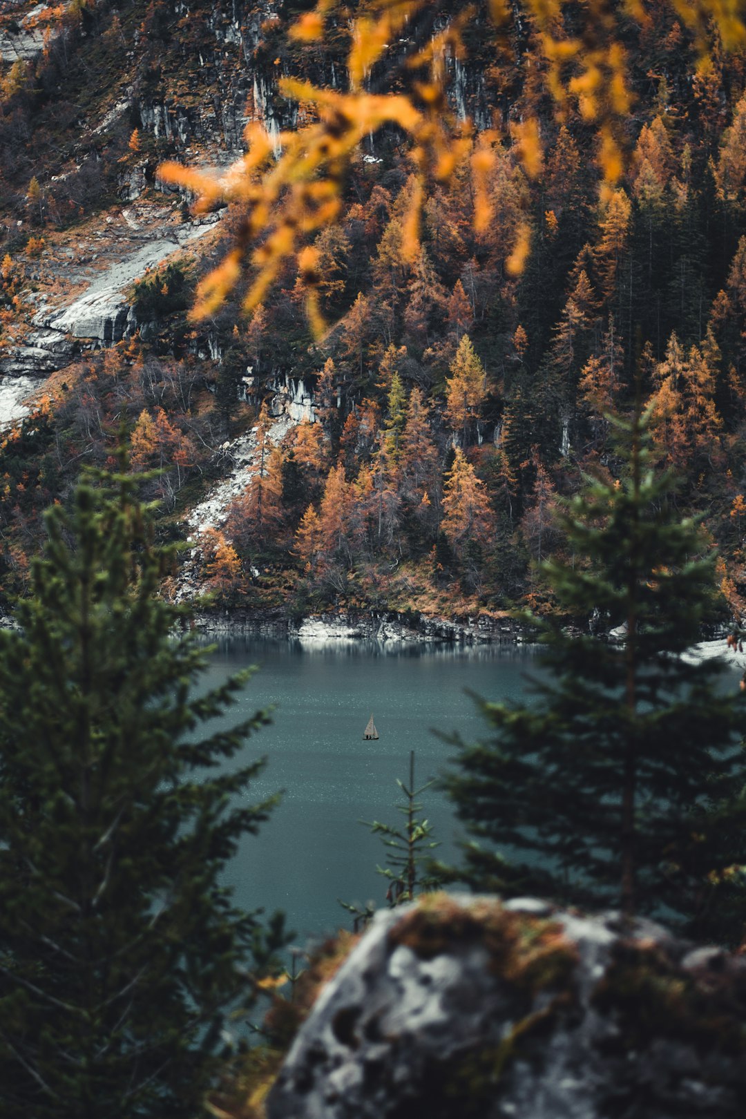 green pine tree near lake during daytime