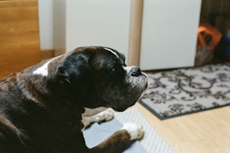 black and white short coated dog on white and black area rug