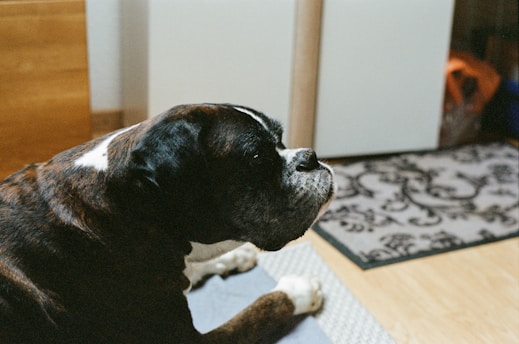 black and white short coated dog on white and black area rug