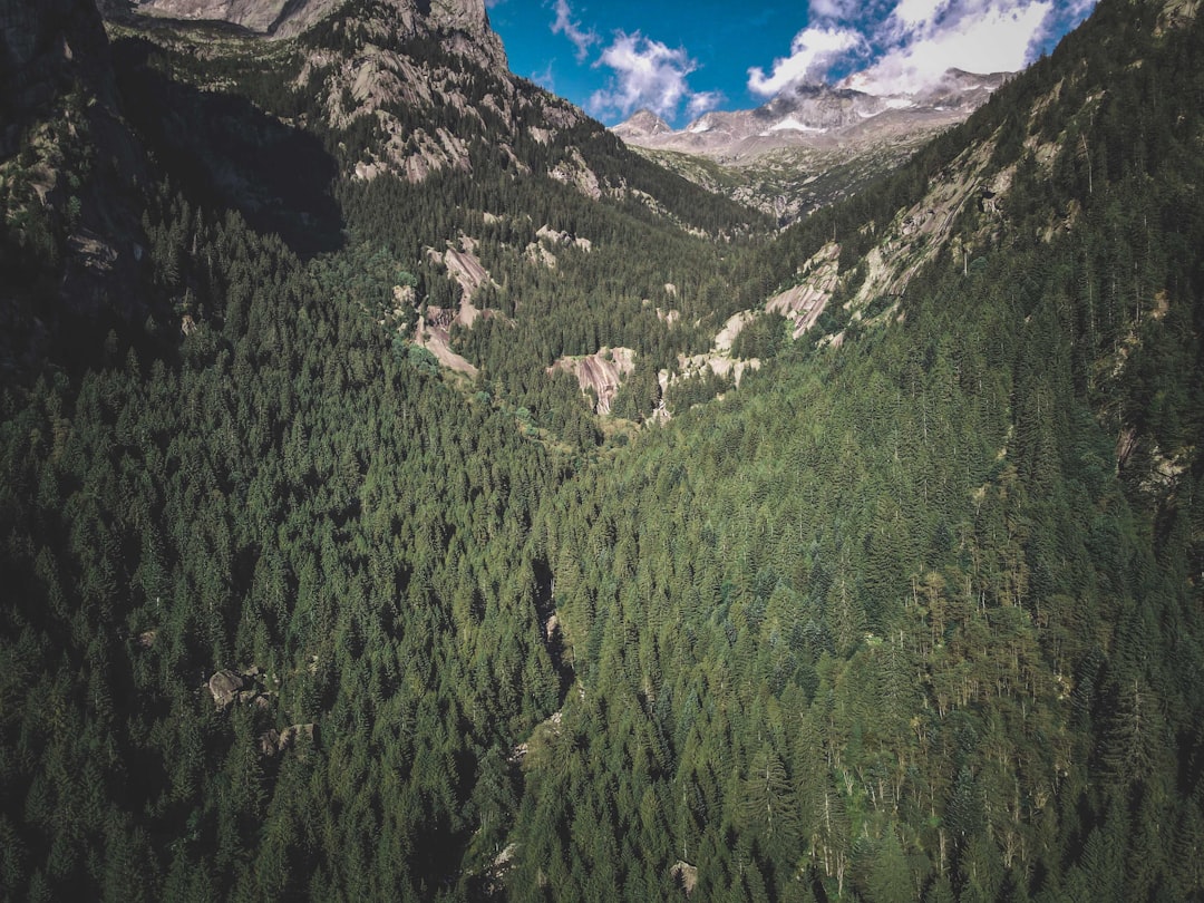 green trees on mountain under blue sky during daytime