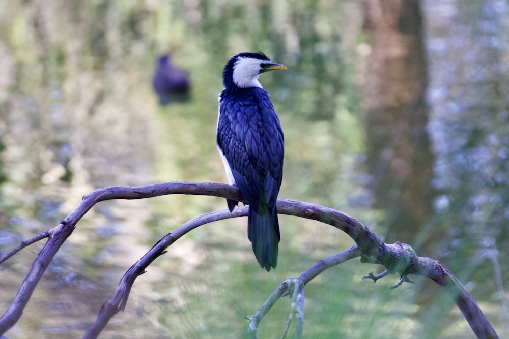 blue and white bird on brown tree branch during daytime