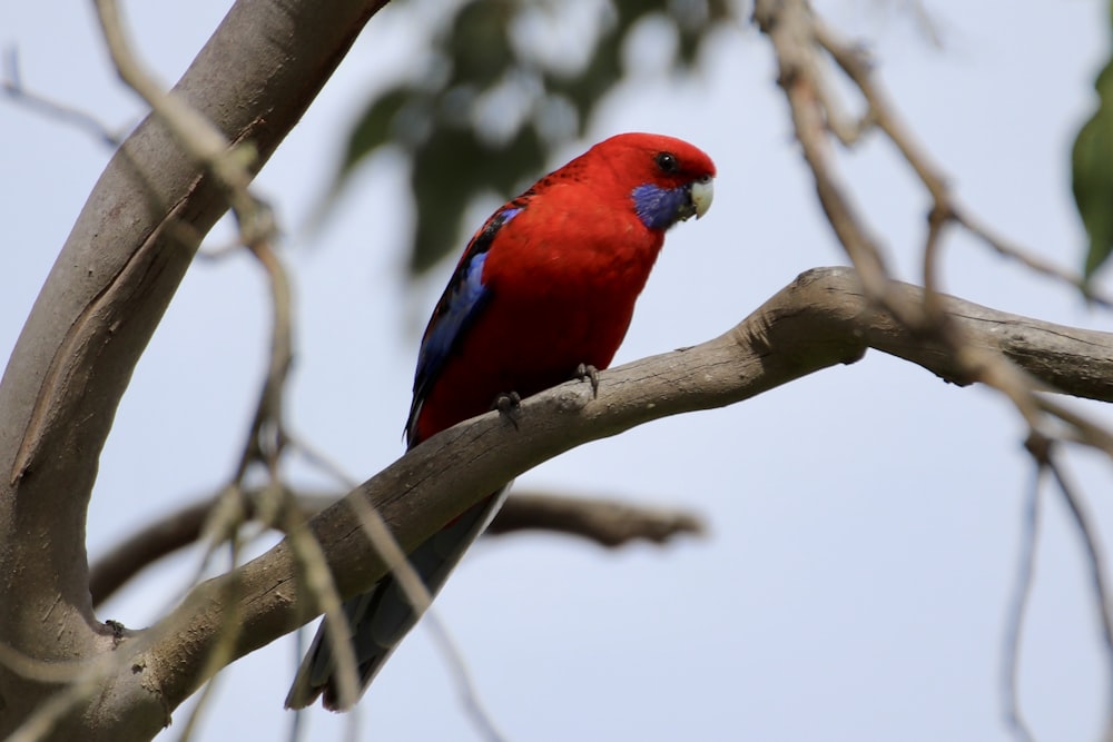 red blue and green bird on brown tree branch during daytime