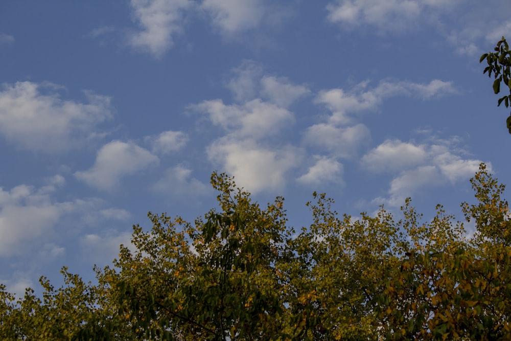 árboles verdes bajo el cielo azul y nubes blancas durante el día