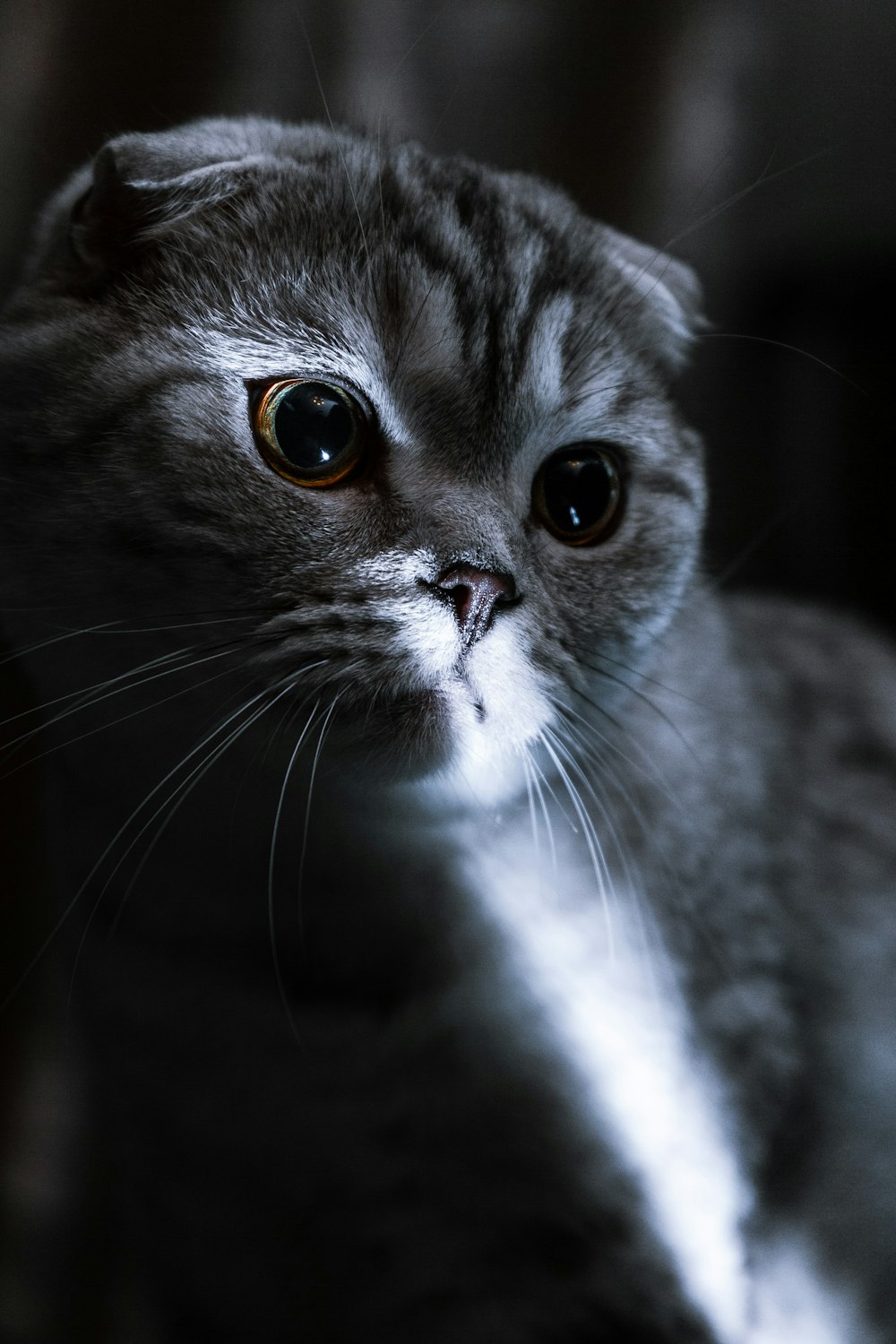 grey and black cat in close up photography