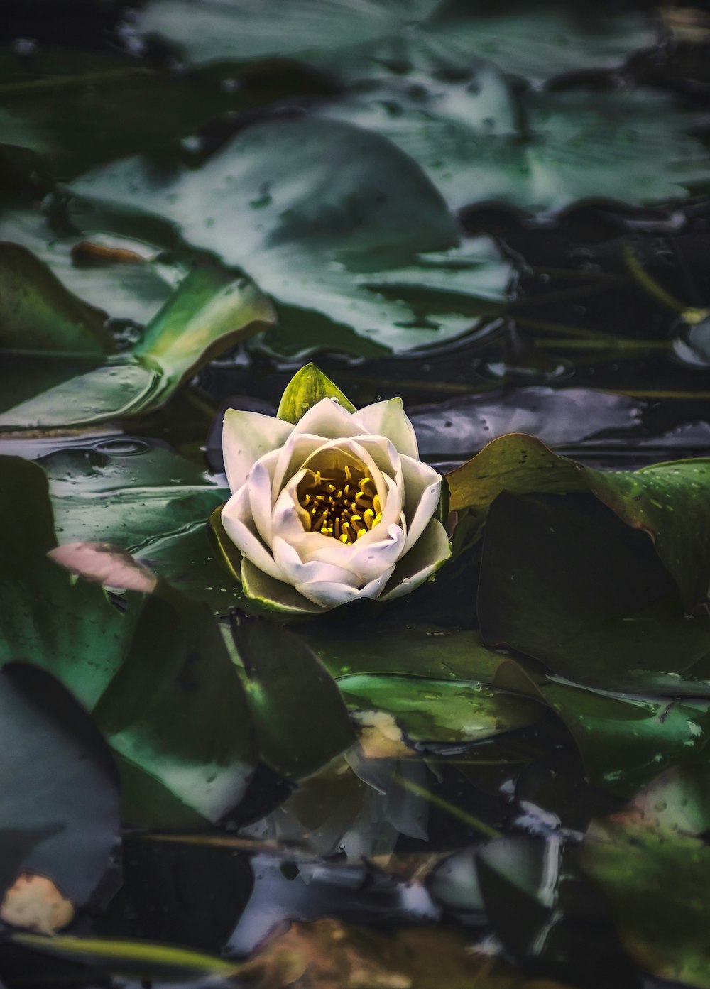 水に緑の蓮の花