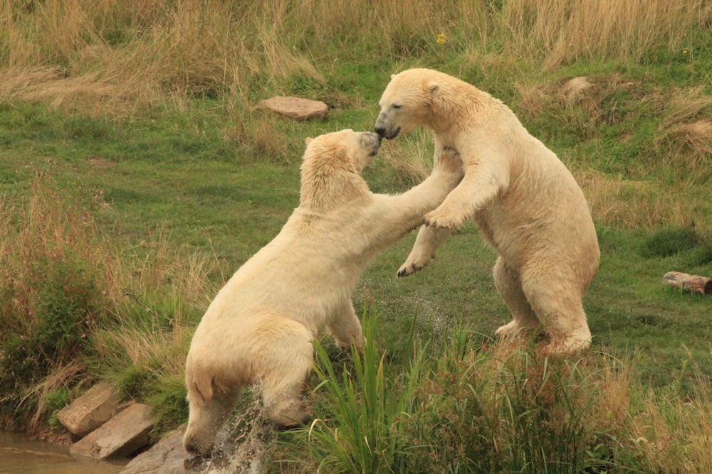 white polar bear on green grass field during daytime