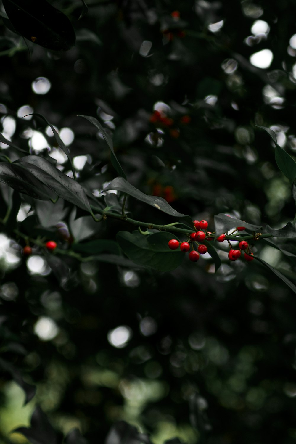 red round fruits on green leaves