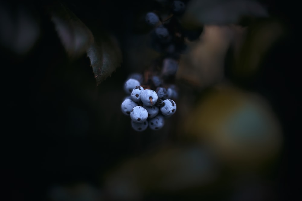 white flower buds in tilt shift lens