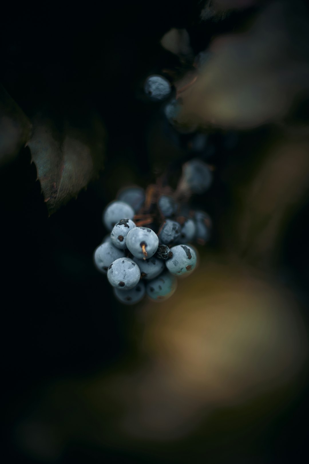 white flower buds in tilt shift lens