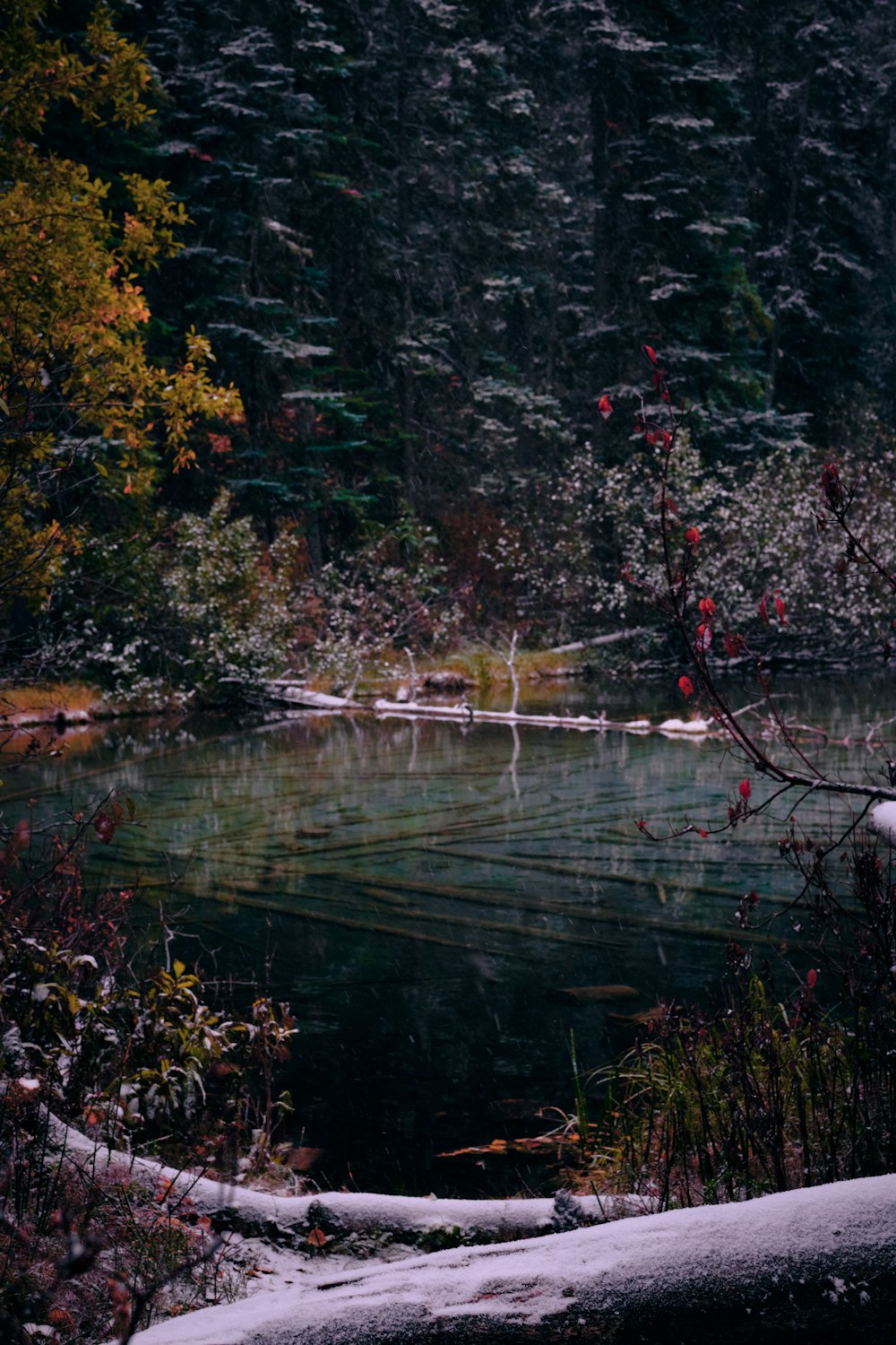 body of water near trees during daytime