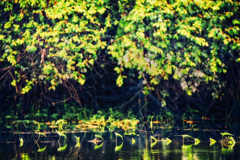 green leaves on body of water during daytime