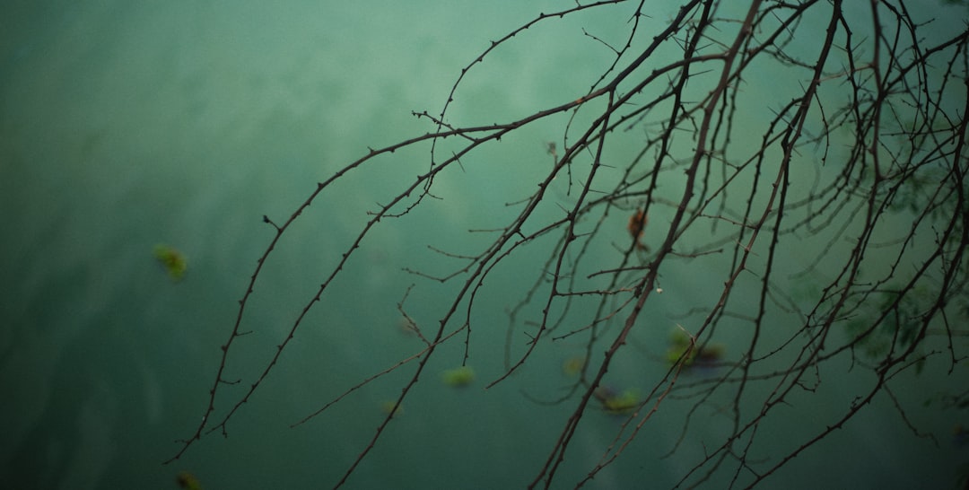 brown leafless tree during daytime