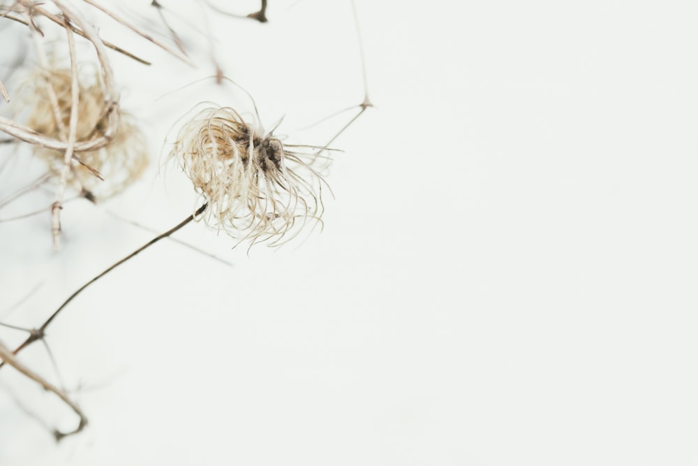 white dandelion in close up photography