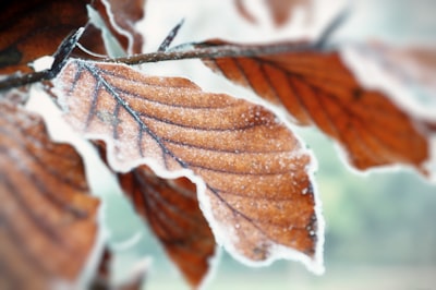 brown and white leaves in tilt shift lens frosty teams background