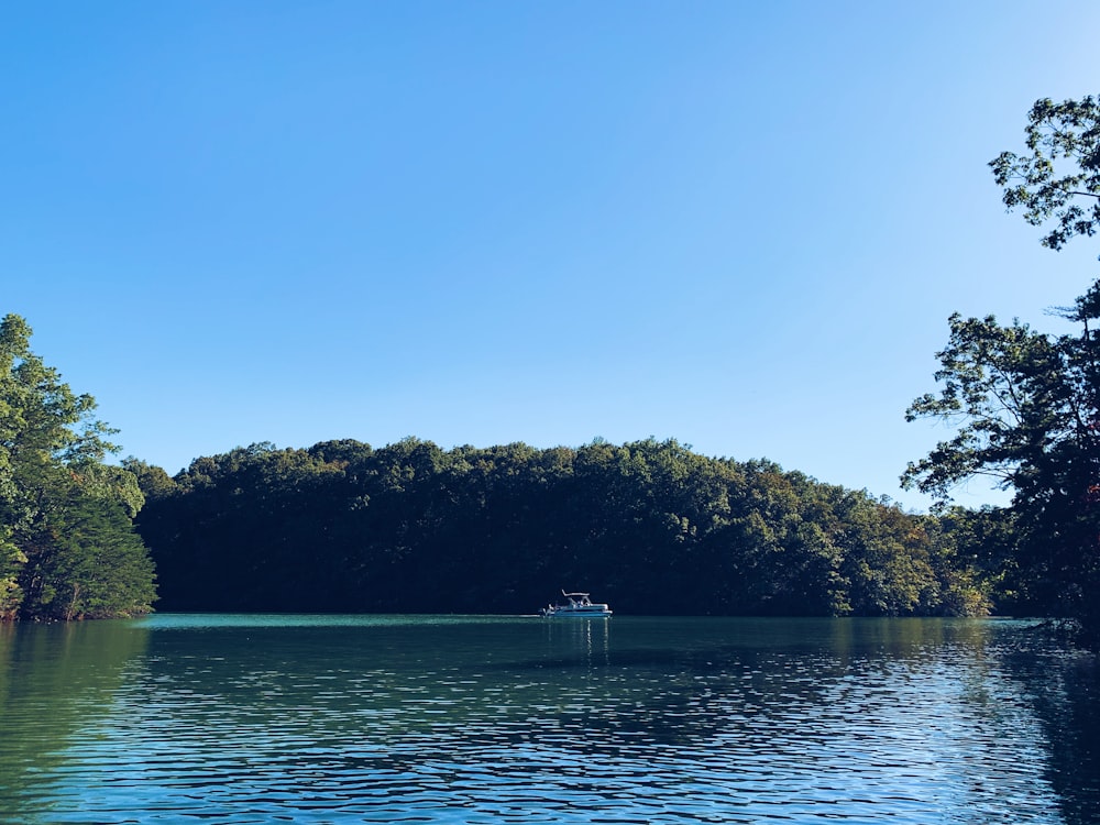 alberi verdi accanto allo specchio d'acqua durante il giorno