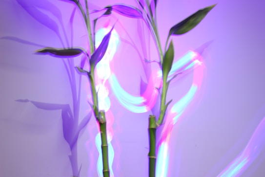Bamboo stalks with a few leaves are lit from behind, casting colorful trails of light in hues of pink, purple, and blue against a pale background.