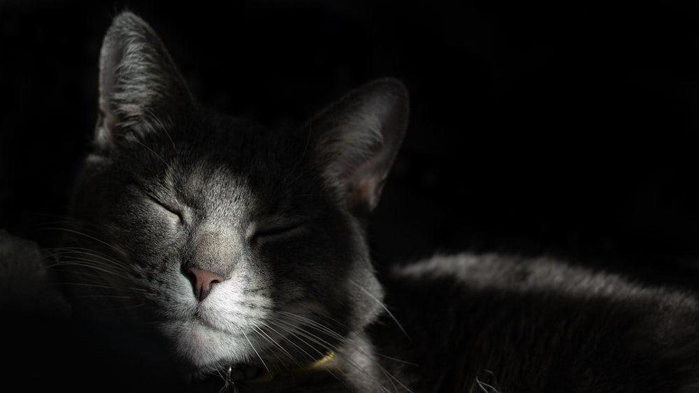 a close up of a cat sleeping with its eyes closed