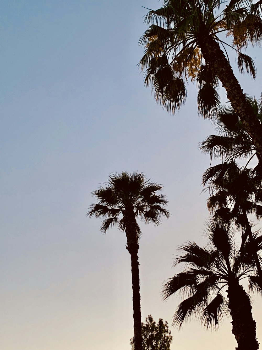 green palm tree under blue sky during daytime