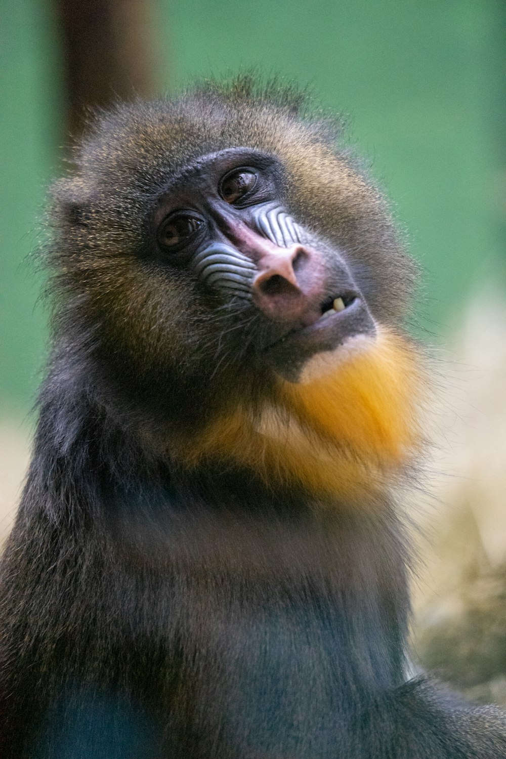 black and brown monkey with orange eyes