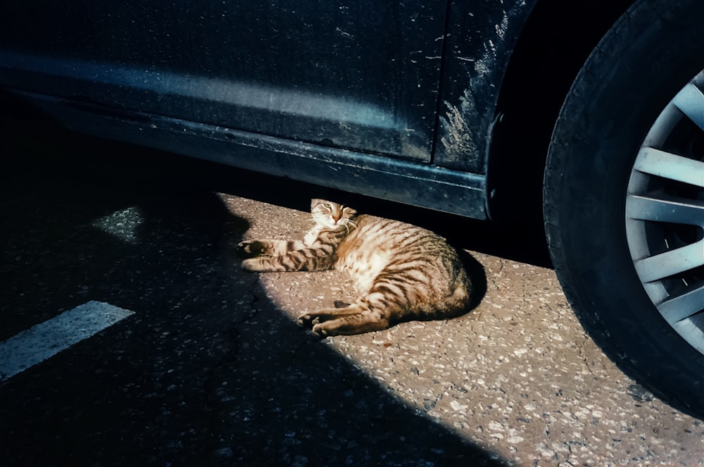 brown tabby cat lying on black car hood