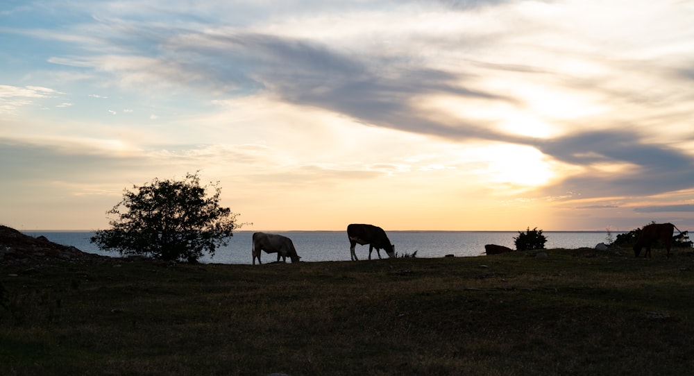 silhouette of horses on green grass field during sunset