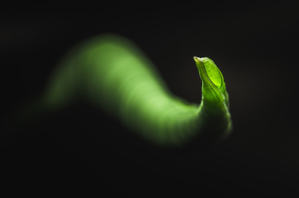 Ilustración de espiral verde y blanca