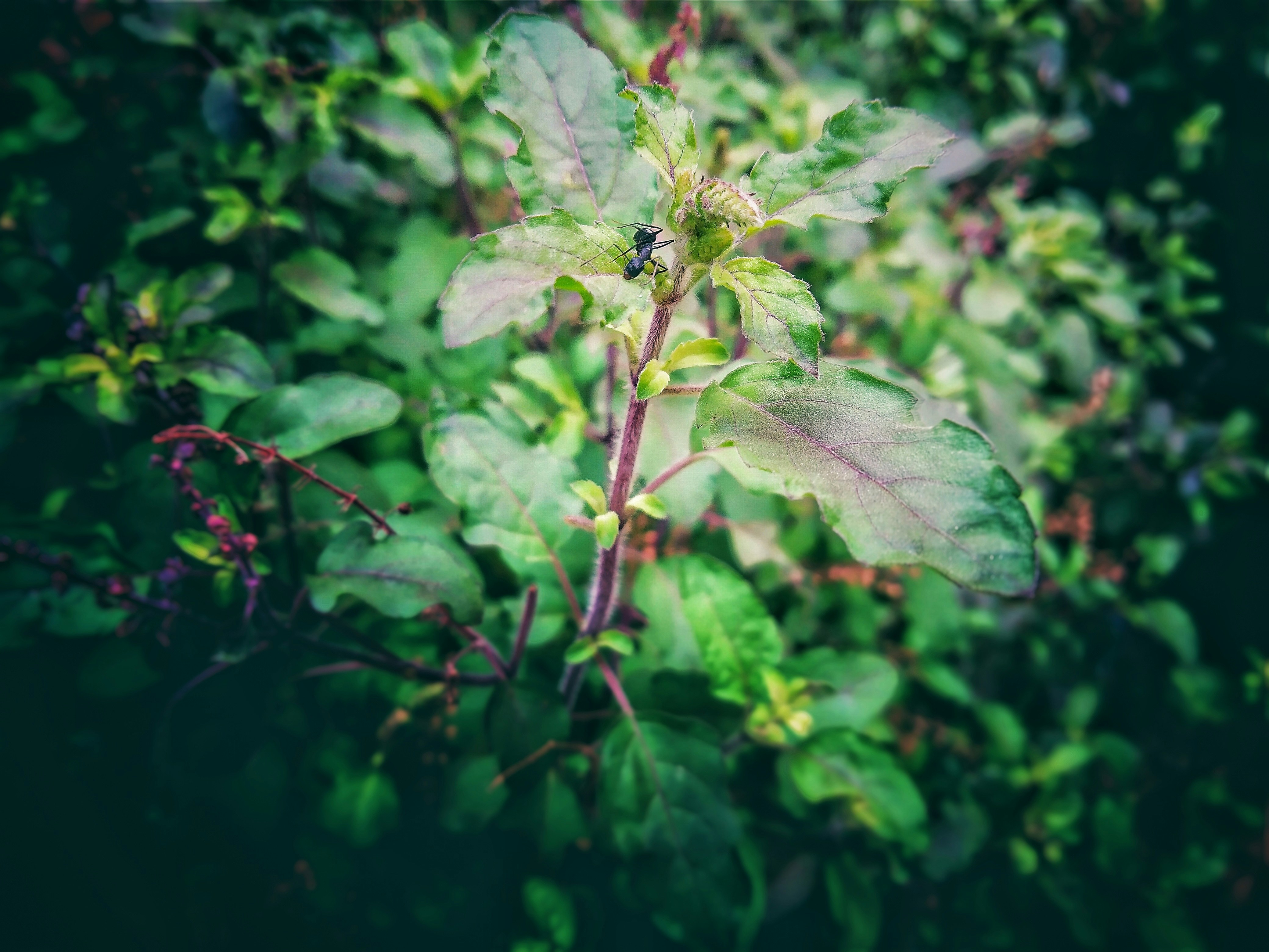 Eco-Friendly Pest Control Solutions