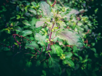 Close-up of a natural insect repellent bottle surrounded by fresh green leaves.