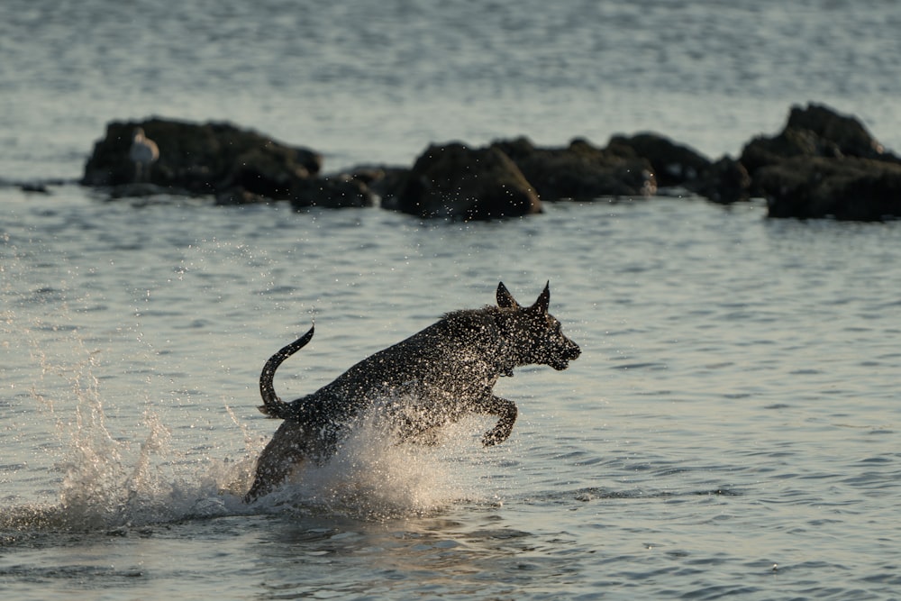 black and white dog running on water during daytime